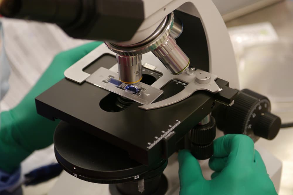 Cartilage scaffold prepared in the laboratory at London Cartilage Clinic